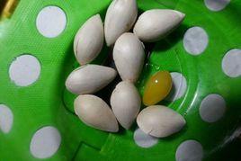 微波爐炸白果 微波爐炸白果