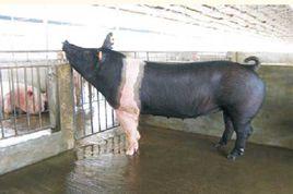 漢普夏豬 漢普夏豬