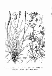 鹽生車前（亞種）