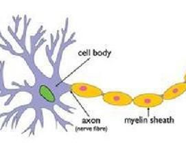 肌束震顫 肌束震顫