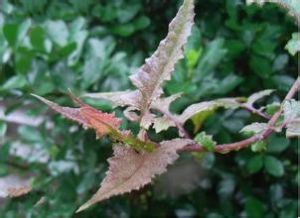 狹裂假福王草 狹裂假福王草