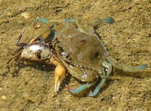 華麗招潮蟹 華麗招潮蟹