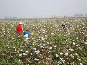 德棉研1號 德棉研1號