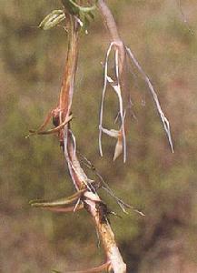 地母懷胎草根 地母懷胎草根