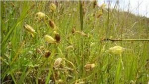 灌叢蠅子草 灌叢蠅子草