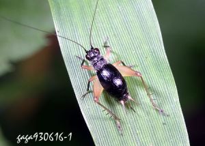 黑脛草蟋蟀 黑脛草蟋蟀