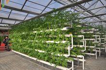 圖4 馬家溝芹菜示範園