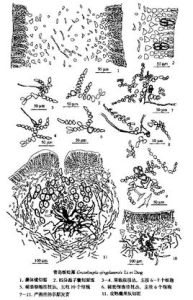 隱絲藻目 隱絲藻目