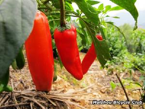 大谷運三寶之辣椒