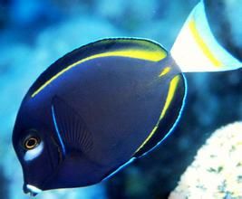 黑花倒吊 黑花倒吊