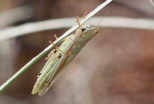 異歧蔗蝗(圖1）