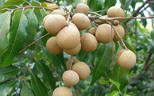 龍眼[無患子目無患子科植物]