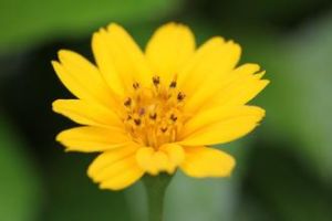 裂葉垂頭菊 裂葉垂頭菊