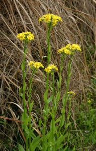 台東狗舌草 台東狗舌草