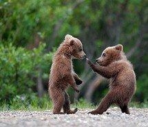 天然熊膽真的“無法取代”嗎？