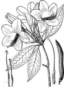 絲線吊芙蓉 絲線吊芙蓉