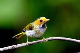 黑喉綠林鶯 黑喉綠林鶯