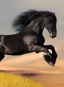 三國名馬 三國名馬