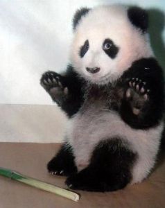 可愛的熊貓寶寶
