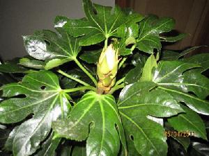 八爪金盤 八爪金盤