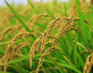 中早1號 中早1號