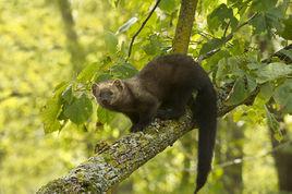 Fisher[哺乳綱鼬科動物]