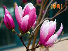 辛夷[明代陳繼儒的詩作]