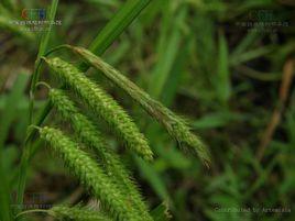 長芒鱗苔草 長芒鱗苔草