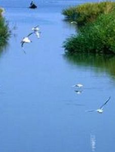 濕地生態系統 濕地生態系統