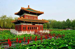 香河荷花節 香河荷花節