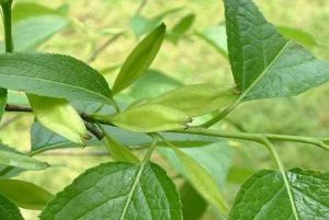 大葉杜仲 大葉杜仲