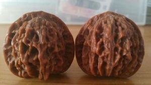 吉寶胡桃 吉寶胡桃