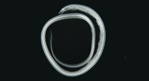 小尾油鰻 小尾油鰻