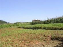 撒米落村種植業