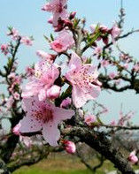 肥城桃花節 肥城桃花節