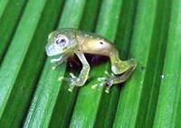 哥斯大黎加的白斑小跗蛙
