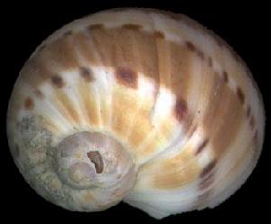 方斑玉螺 方斑玉螺