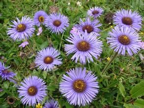 隆子蕘花 隆子蕘花