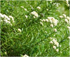 大葉白頭翁 大葉白頭翁