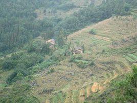 青崗林自然村 青崗林自然村