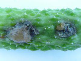 黃瓜黑星病菌 黃瓜黑星病菌