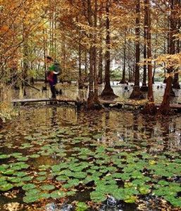 池林棧道 池林棧道