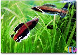 飾尾副鬥魚 飾尾副鬥魚