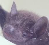 香蕉伏翼 香蕉伏翼