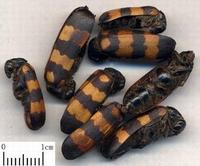 南方大斑蝥 南方大斑蝥