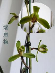 端蕙梅 端蕙梅