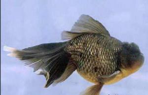 藍高頭金魚 藍高頭金魚