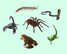 五毒[五種有毒性的動物]