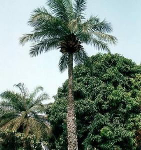 油棕櫚