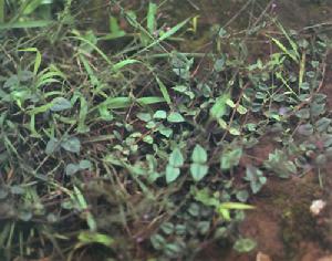 金鐵鎖(jintiesuo)Psammosilene tunicoides W.C.Wu et C.Y.Wu石竹科 CARYOPHYLLACEAE